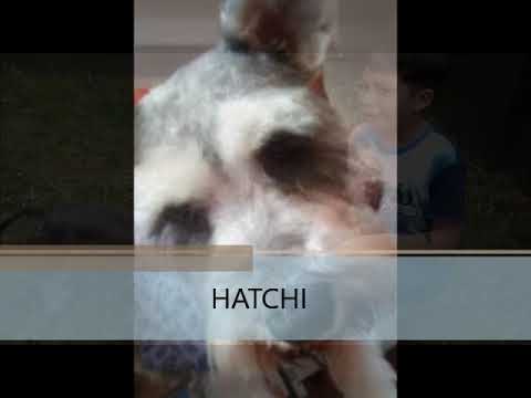 Hatchi   José Andrés