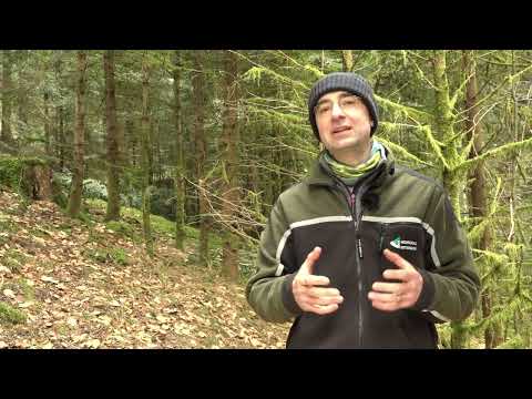 Plenterwald und Plenterbewirtschaftung – Teil 9