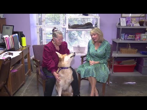 Pet of the Week: Three-legged German Shepard - YouTube
