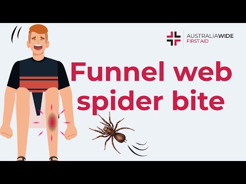 Funnel-web Spider Bite | First Aid