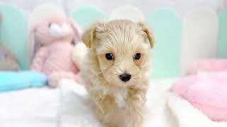 ハーフ犬の動画01