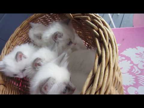 Hazelin ja Oscarin pennut 7 viikkoa