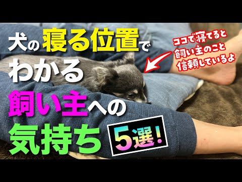 犬の寝ている位置でわかる飼い主への気持ち５選！