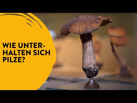 Pilze und das Wood Wide Web | School's out!? #6 & #7