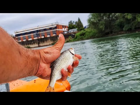 SAVA PUNA RIBE - Deverika Bodorka 4K