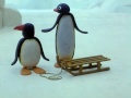 Pingu 19