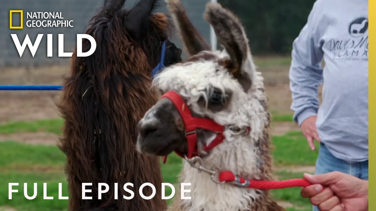 The 14 Best Documentaries About Llama