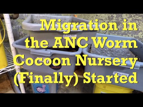 108-day ANC worm bin fed & cocoon nursery migration started - vermicompost