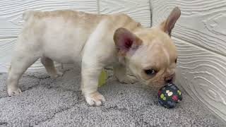 フレンチブルドッグの動画01