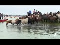 Chincoteague Island celebrates milestone 100th annual pony swim