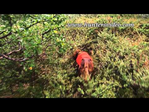 Jagd mit Vorstehhunden - Hunters Video