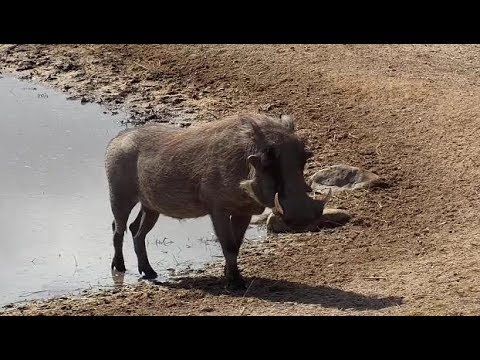 Djuma: Warthog male, Kudu and Impalas - 11:40 - 07/06/19