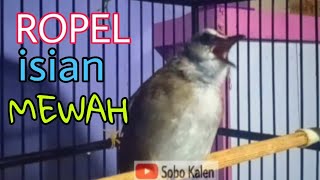 Download lagu Trucukan gacor ropel full isian berbagai macam suara burung mp3 Download lagu Trucukan gacor ropel full isian berbagai macam suara burung mp3