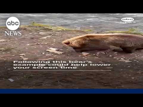 Following this bear's example could help lower your screen time