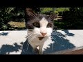 A Super Dirty And Cute Tuxedo Cat With Adorable Meows Asks Me For Food