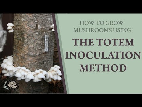 Growing Mushrooms with the Totem Method