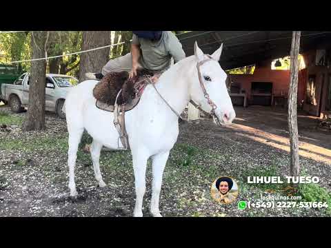 Caballo Tordillo canela manso de andar - $2.200.000 - LOSEQUINOS.COM
