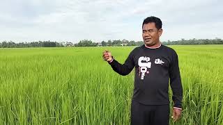 ចំណាប់អារម្មណ៍របស់កសិករអនុវត្ដគោលការណ៍ស្រែល្អ