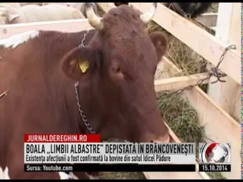 BOALA „LIMBII ALBASTRE” DEPISTATĂ ÎN BRÂNCOVENEŞTI (2014 10 15)