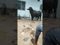 Katta Qurbani