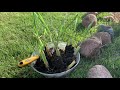 How To Grow Lemongrass