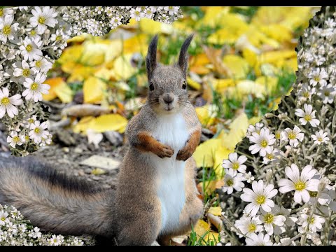 Oiva Orava ja Taikapuu, unitarina lapsille