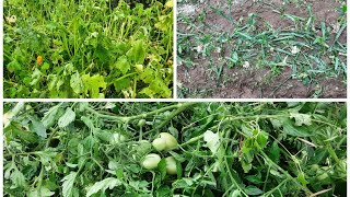 My Garden was Destroyed by the Hail Storm