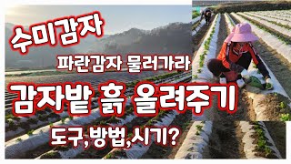 감자밭 북주기 흙올려주기 시기 방법 도구 상세 [감자재배방법]