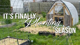 Planting Alyssum, Snapdragons, & Cosmos | May Seedling Tour