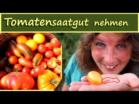 Tomatensamen 🍅 ernten │ Saatgut Tomaten