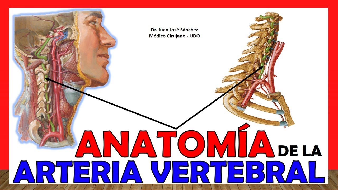 🥇 ARTERIA VERTEBRAL, Anatomía (Recorrido y Ramas). ¡Explicación Fácil y Sencilla!