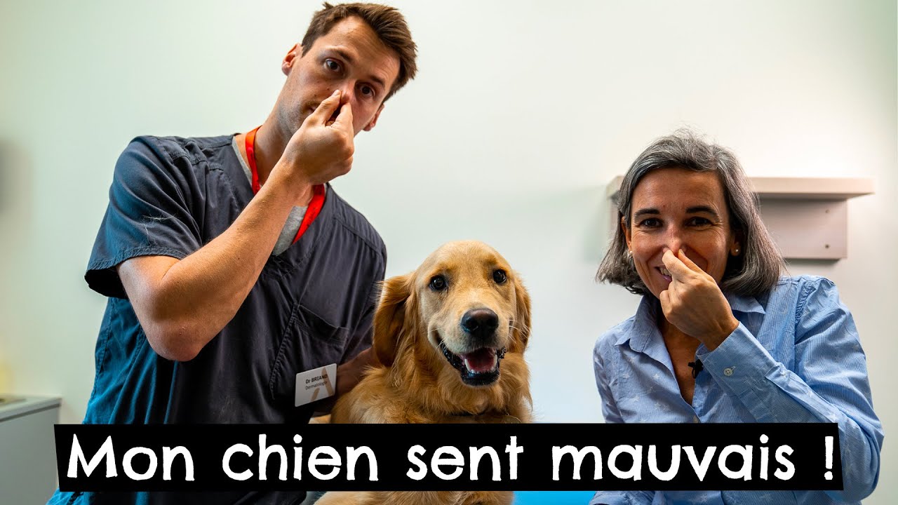 Mon chien sent mauvais ! ??