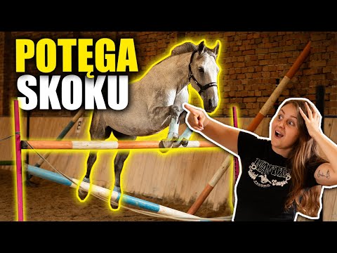 HOW MUCH DID SIWY JUMP?😱🐴 - THE POWER OF SIWY'S JUMP