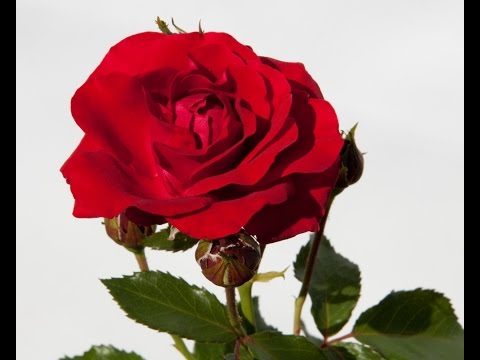 The Rose.Sängerin für die kirchliche und freie Trauung.