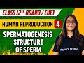 Human Reproduction 04 Spermatogenesis Structure Of Sperm Class 12th CUET