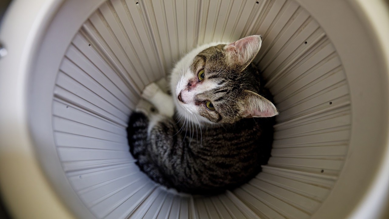 月刊eyeキャッツ2026年3月号　ソノハラくん