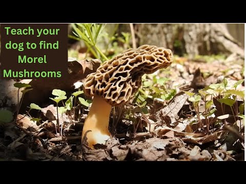 The Ultimate Guide to Morel Mushroom Hunting for Beginners