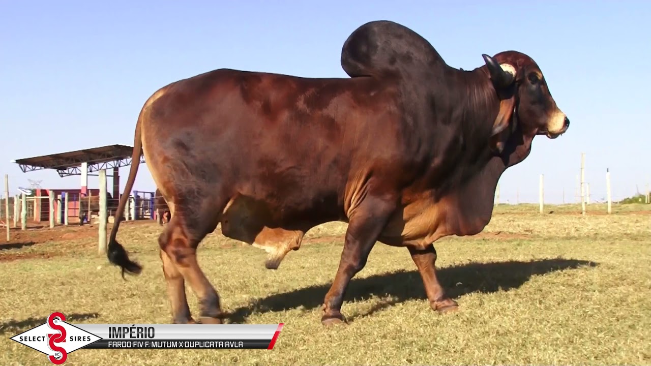 Vídeo IMPÉRIO AVLA