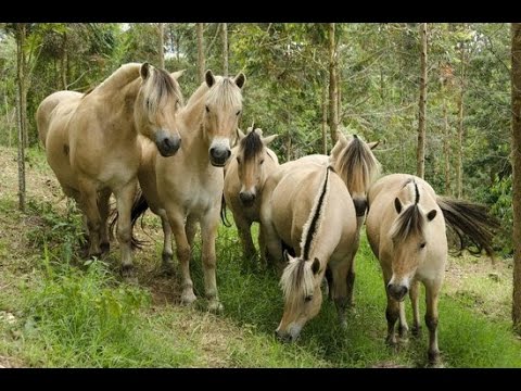 , title : 'Lindos Cavalos raça Norwegian Fjord Horse / Pedra Azul - ES'