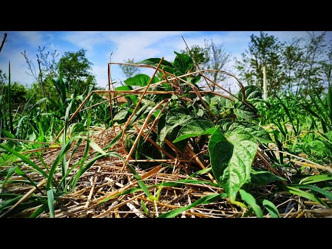 Mélymulcs - május elején