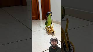 Papagaio verde fez a mega manobra na bicicleta #shorts #parrot #birds #cute #funny #animals