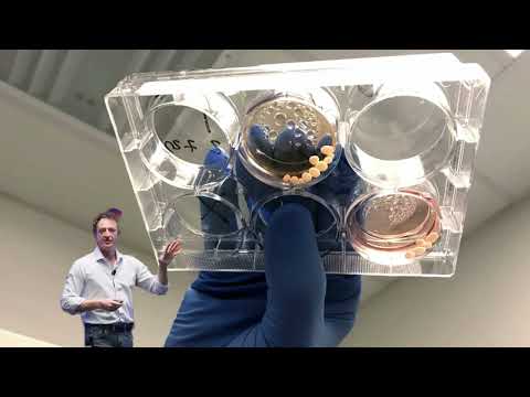 Reconstructing the Human Brain in the Lab, Dr. Alysson Muotri, SXSW 2025 Talk, Austin, TX