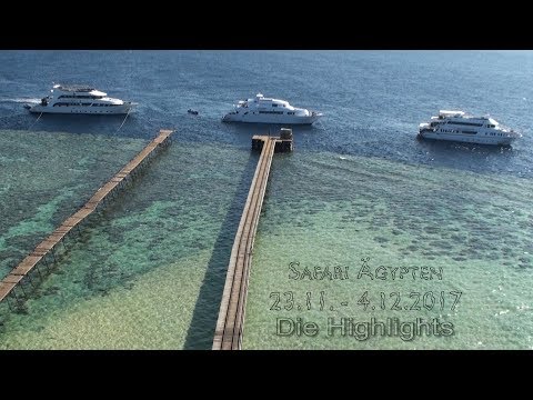 Ägyptensafari Brothers, Daedalus, Elphinstone