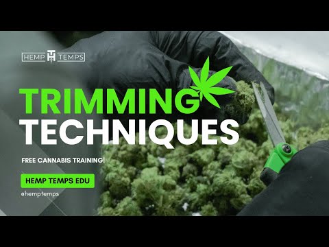 Trimming Techniques | Hemp Temps University | Free Cannabis Training