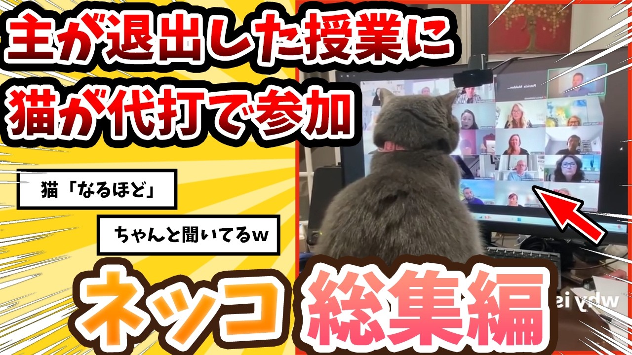 【2ch動物スレ】主がリモート授業を離席→それを見た猫がまさかの代打で参加ｗｗ/ネッコ300選!!