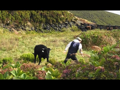 RB - Mudança De Pastagens - Moving The Bulls To Other Pastures - Terceira Island