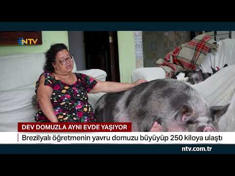 , title : 'Dev domuzla aynı evde yaşıyor'