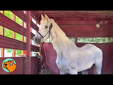 Sad Horse Finally Steps Out of Trailer And Becomes The Biggest Diva | Cuddle Buddies