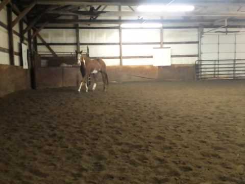 FOR SALE 2011 overo mare