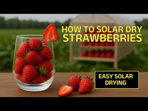 How to make Solar Dried Strawberry  #driedstrawberry